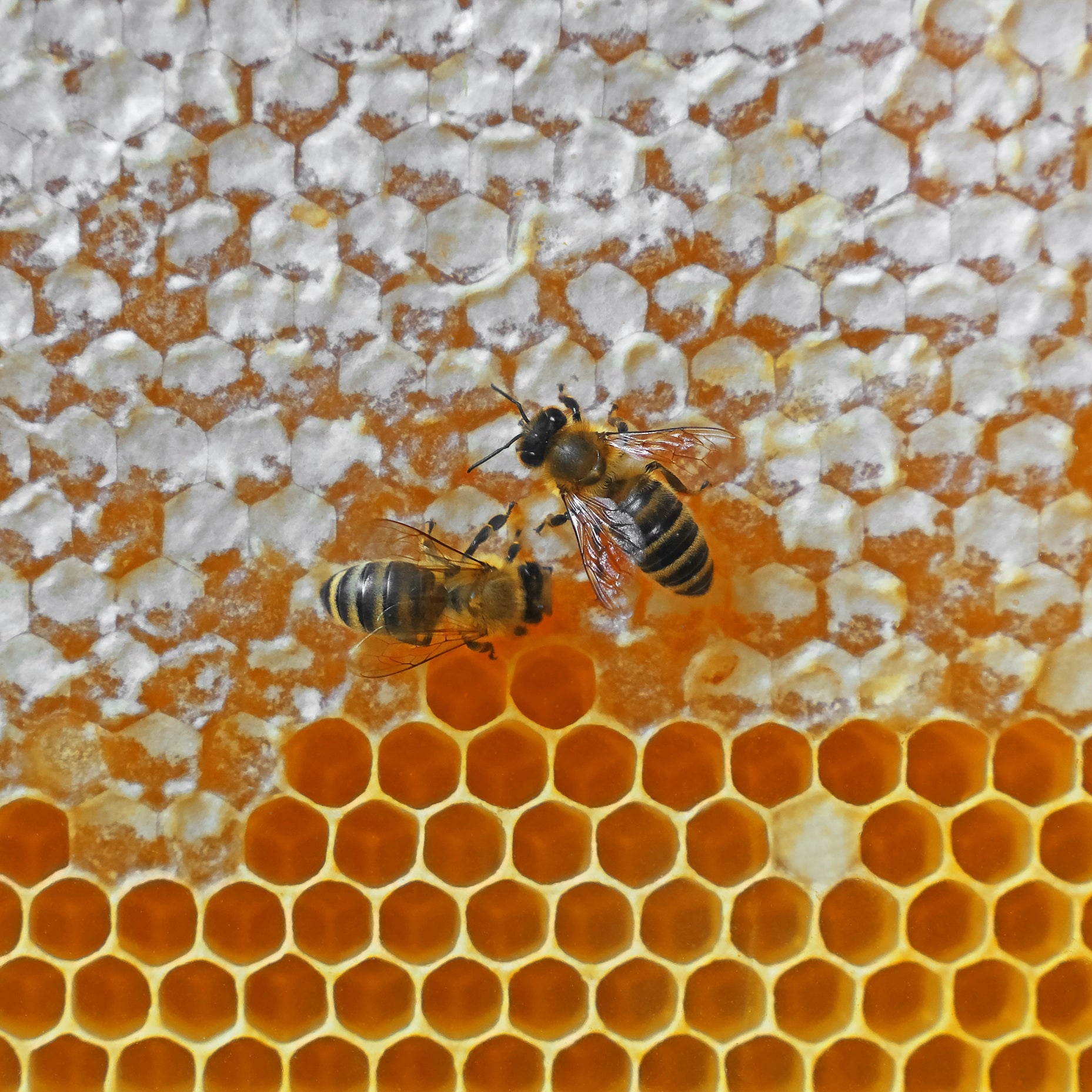 Health Benefits of Raw Unpasteurised Honey