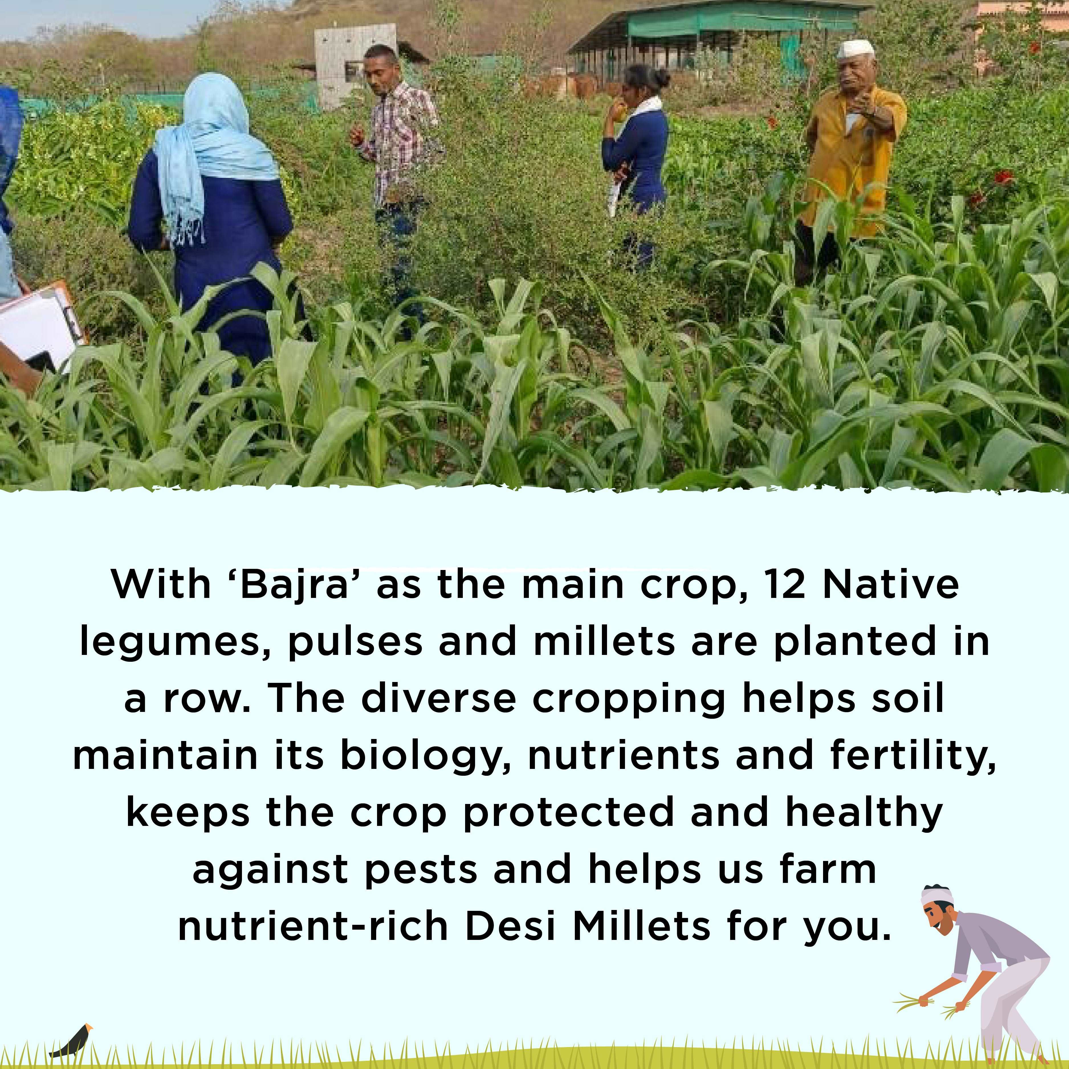 Pure Barnyard Millet shop now