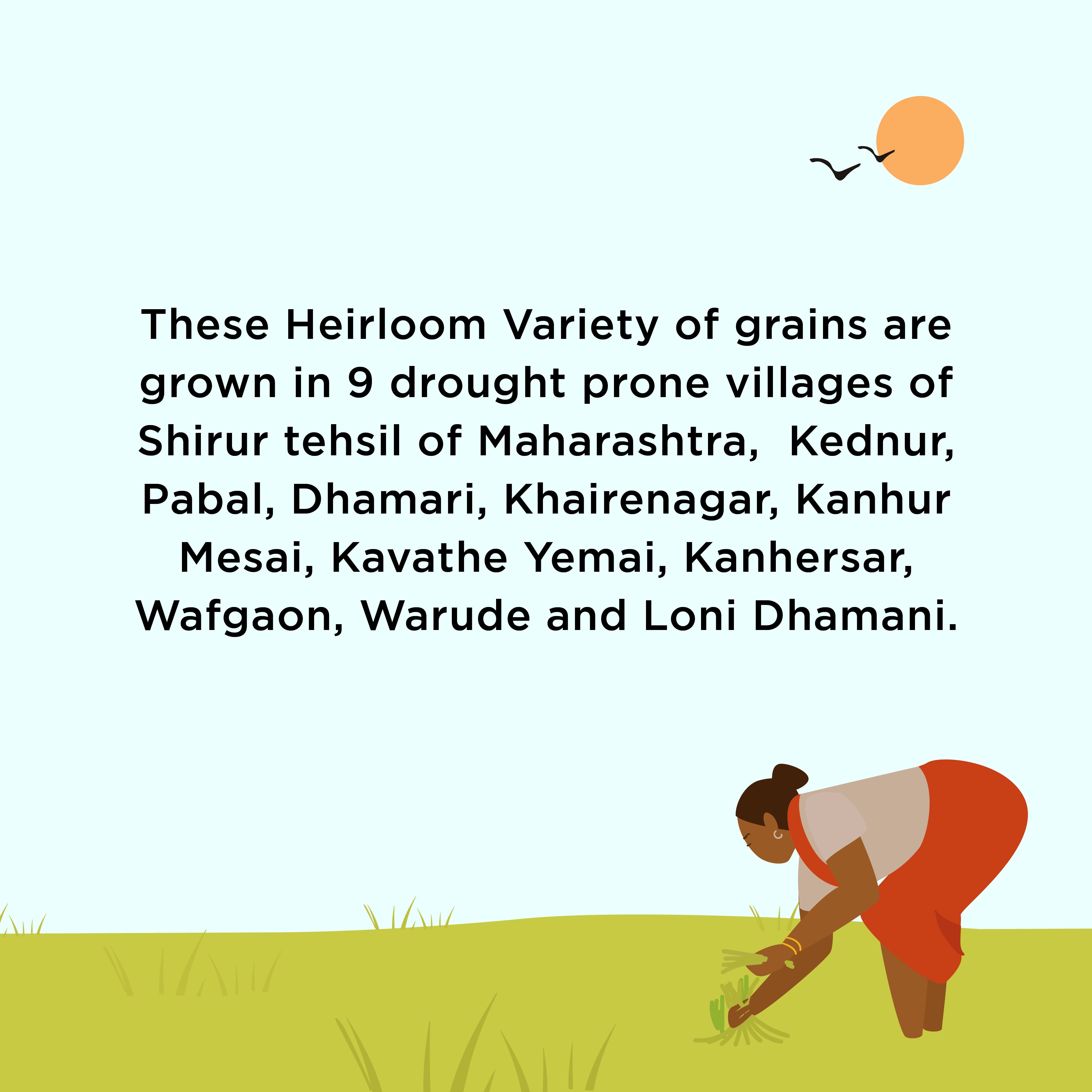 Two Brothers native variety millet origins infographic highlighting heirloom grain cultivation by local farmers in Shirur, Maharashtra.
