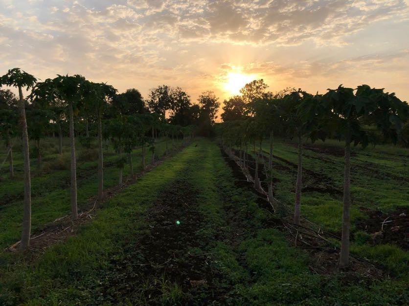 What Is a Food Forest? An Introduction to Regenerative Farming