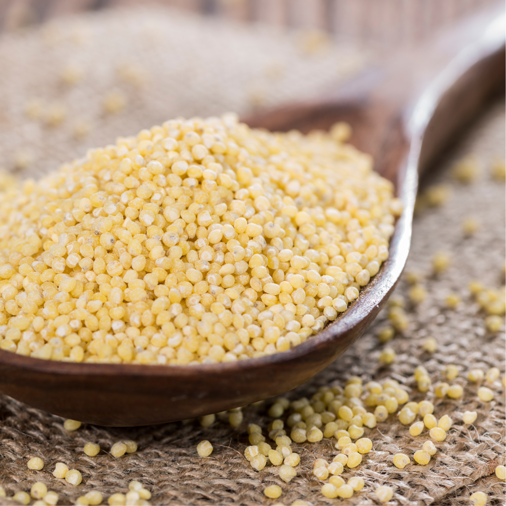 Brown Top Millet - Benefits, Uses, Nutrition, Recipes, and More