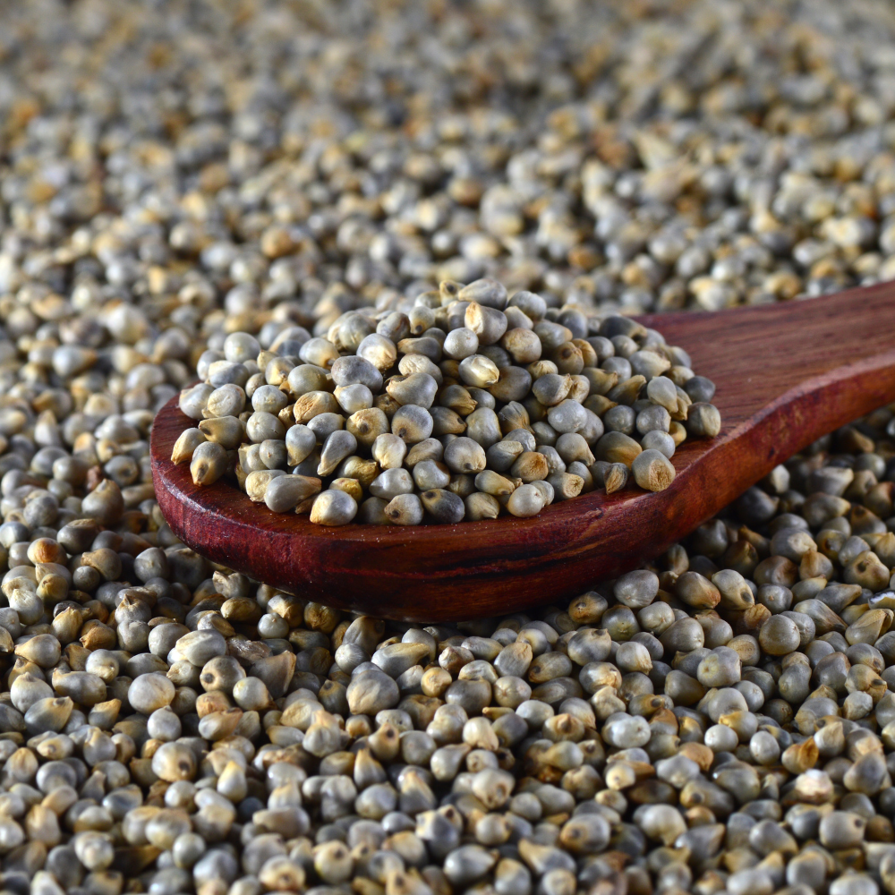 Everything About Pearl Millet- Benefits , Uses and More