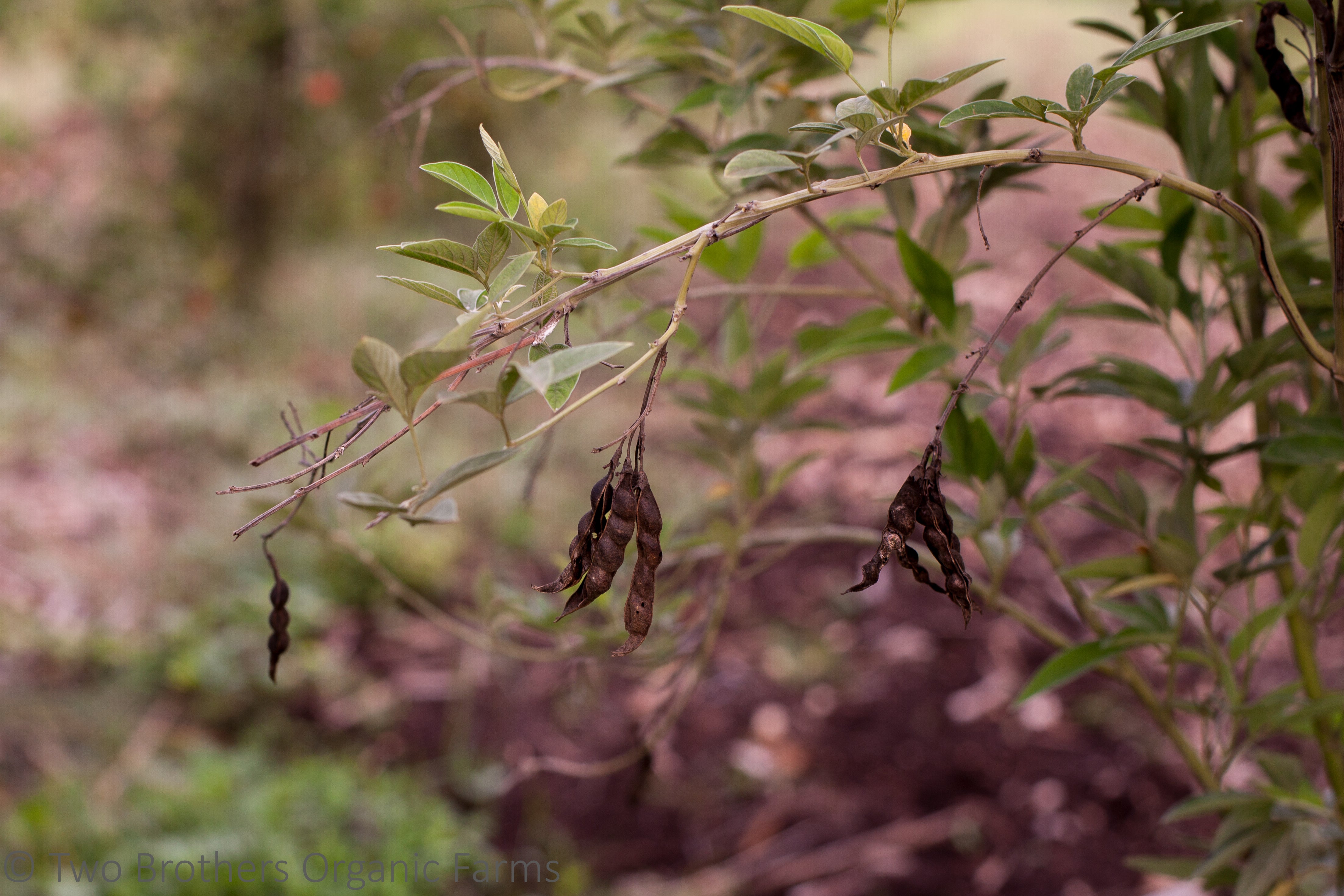 Indigenous Seeds - For the Soil. And its People.