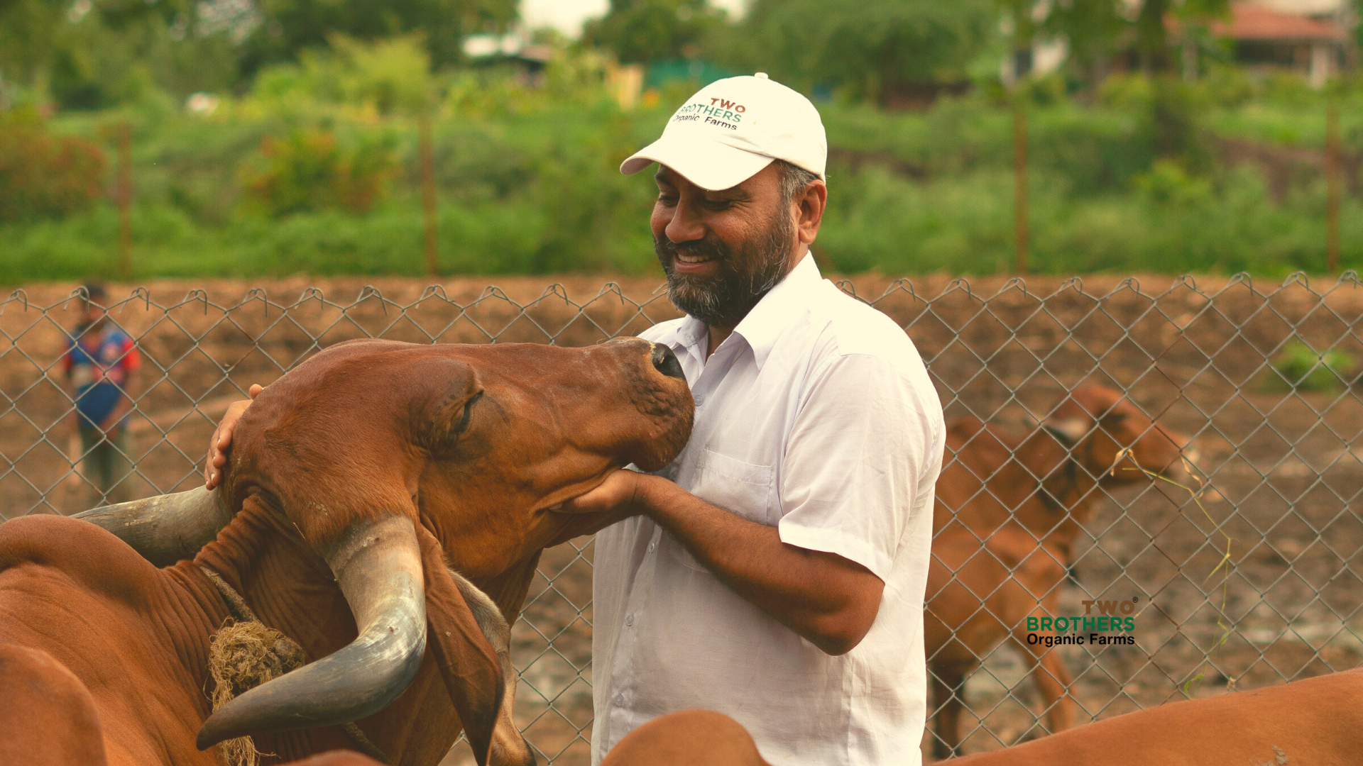 Satyajit Hange with Cow at Two Brothers Organic Farms