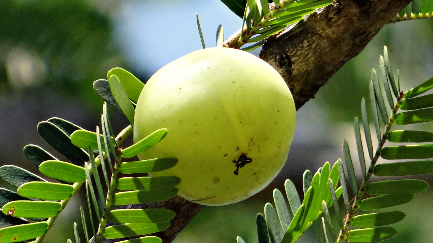 AMLA - Nature provided Free Immunity Booster For All!