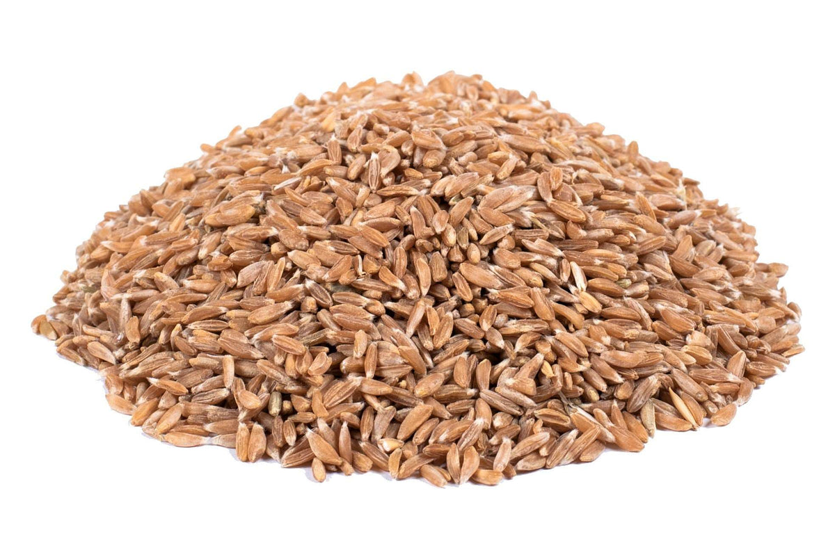 Khapli wheat (emmer wheat) grain