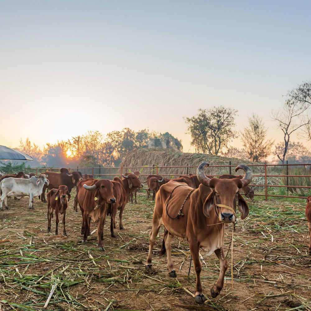 Conscious Cattle Rearing