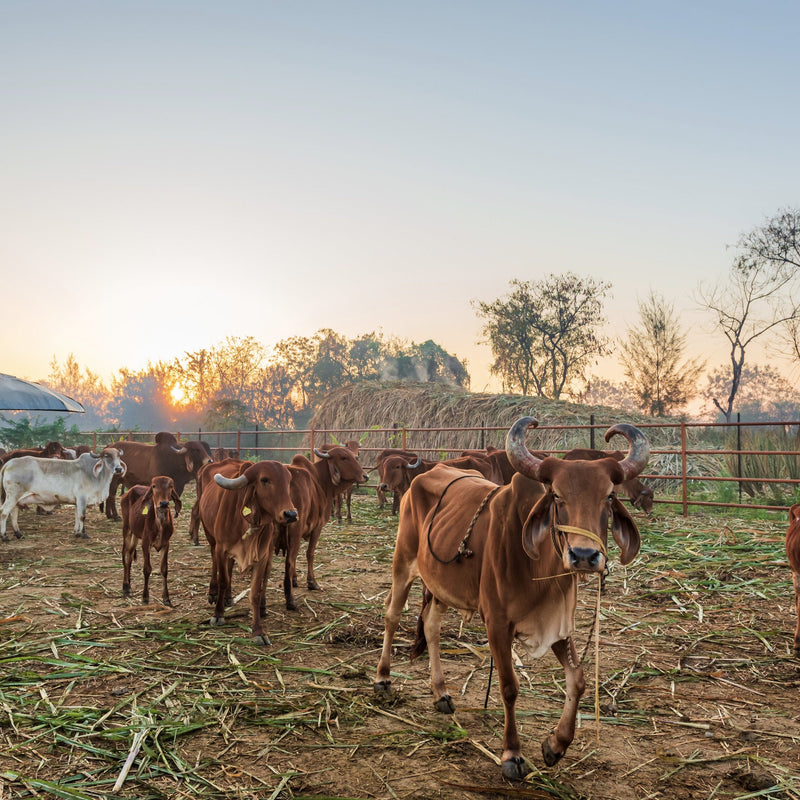 Conscious Cattle Rearing