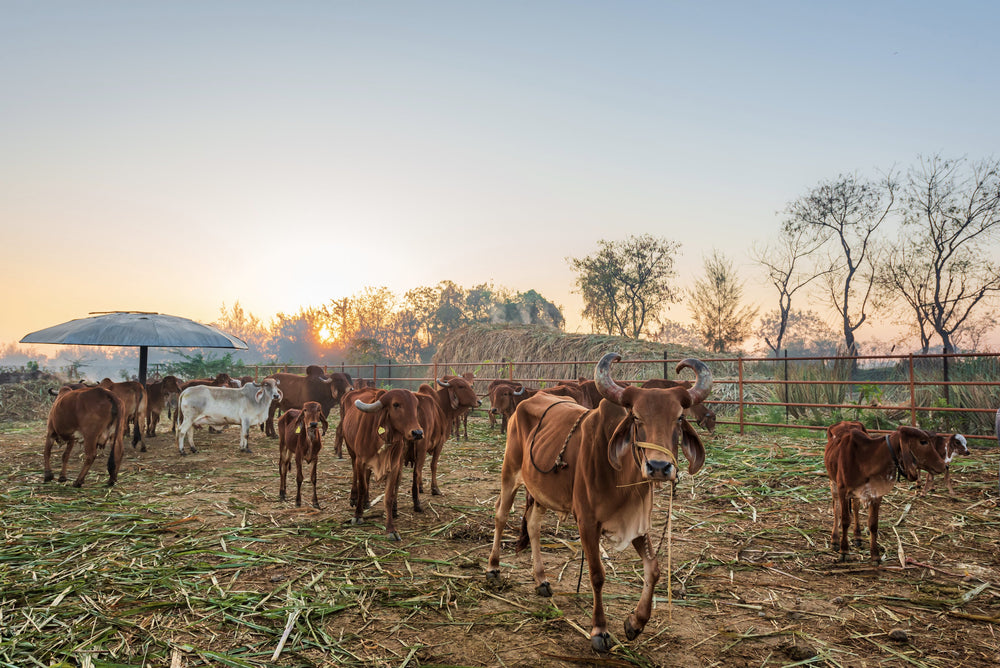 Farm Visits – Two Brothers Organic Farms