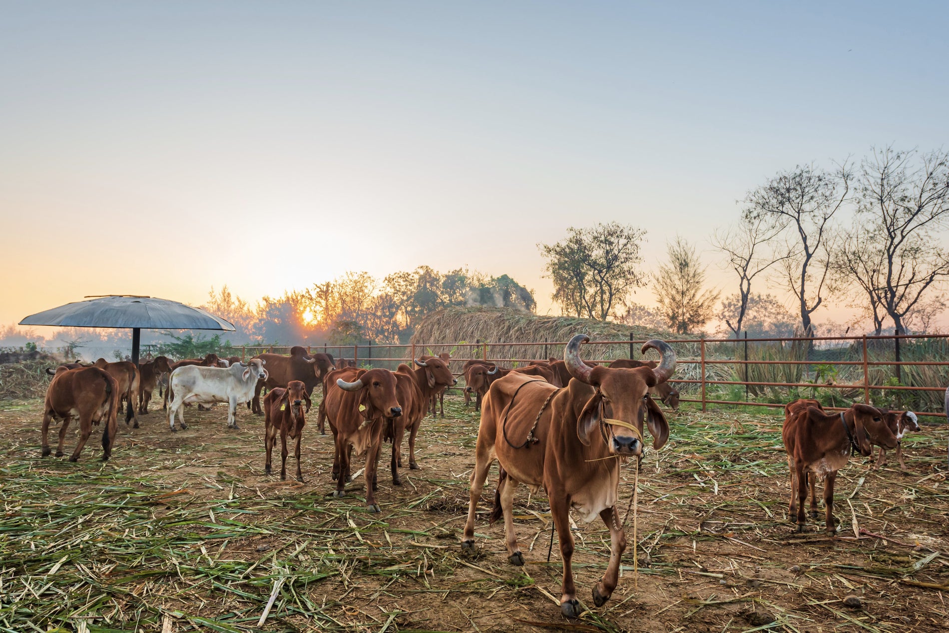 Farm Visits Two Brothers Organic Farms   KUL1880 Bce00d45 C4c9 423b A214 21c2ae2dc761 1900x 