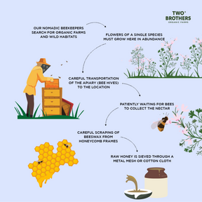 Process of Making Coriander Honey Infographic